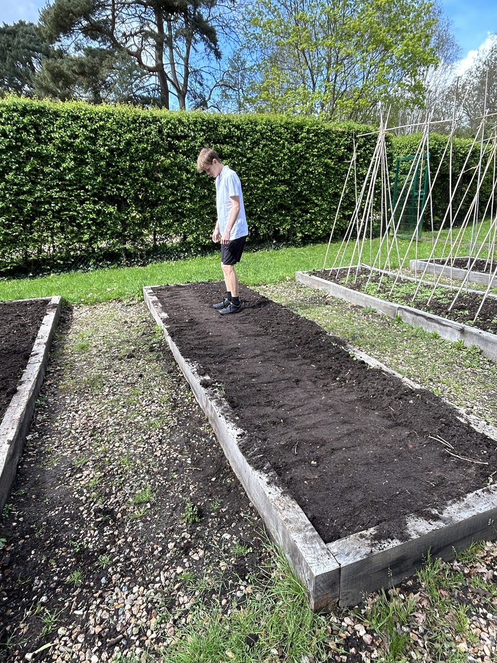 Secondary student standing on the vegetable beds to press down the soil