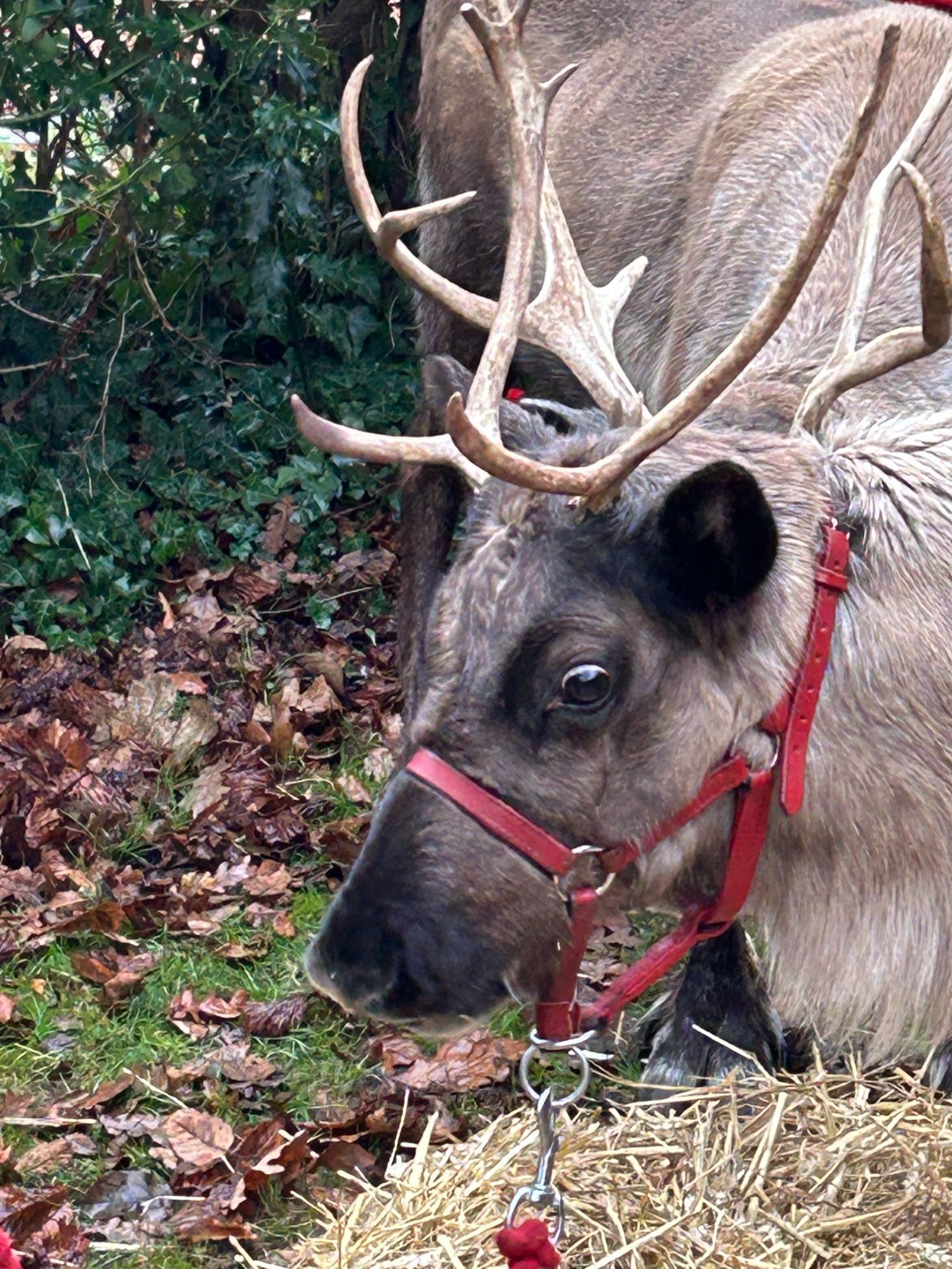 Close up of a reindeer