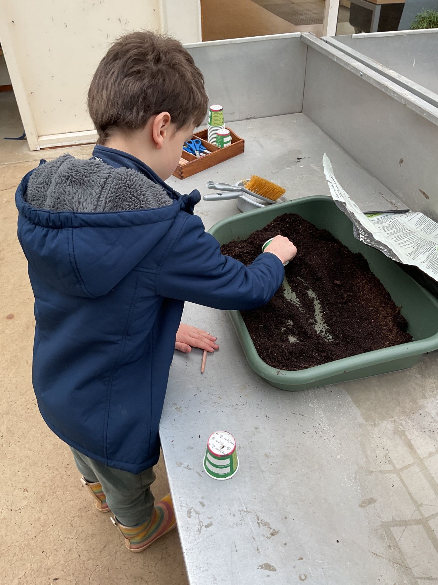 Boy filling a pot with soil ready to plant his pea