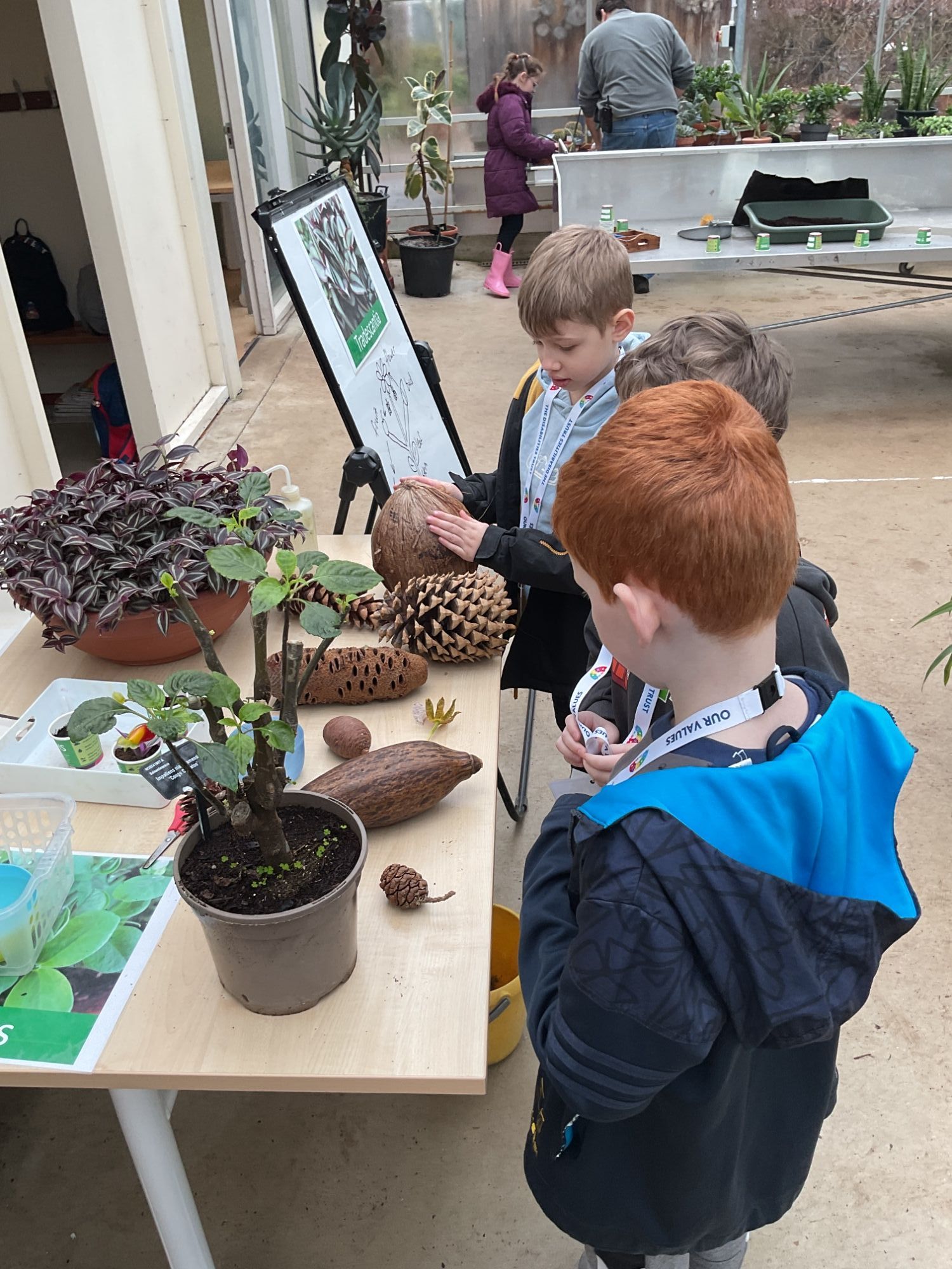 Three boys looking at plants