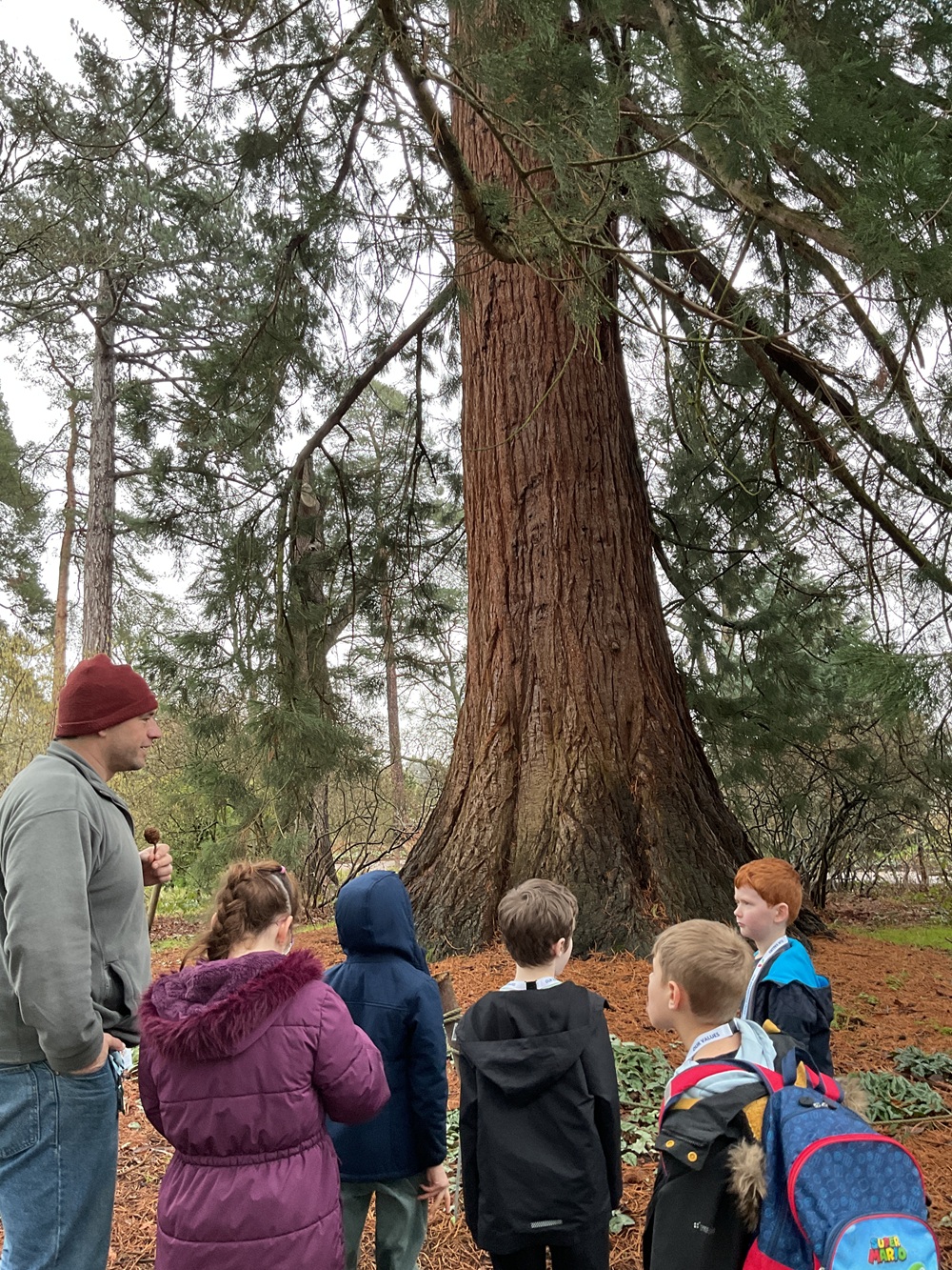Expert showing the students a very big tree