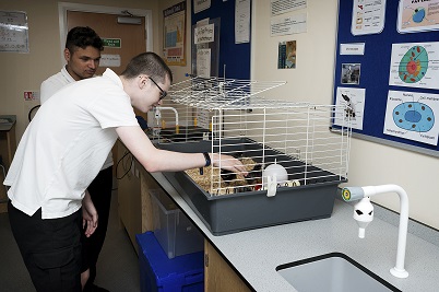 Baby chicks