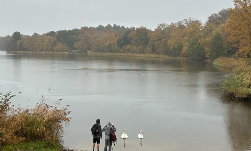 Two students by a lake looking at swans