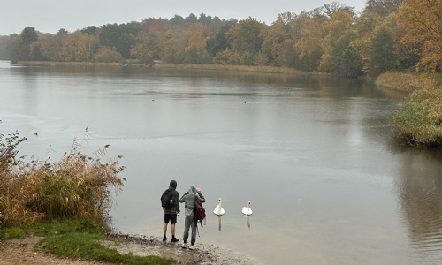 Two students by a lake looking at swans