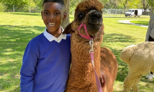 Close up of a student with his arm round one of the alpacas