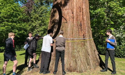 Students from Saturn class measuring the circumference of the big tree with a long tape measure