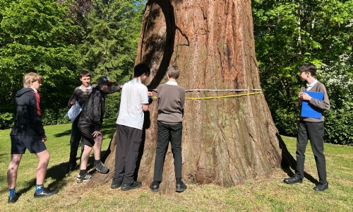 Students from Saturn class measuring the circumference of the big tree with a long tape measure