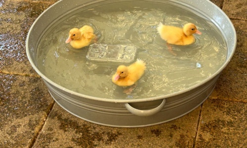 Three bright yellow  ducklings swimming in their pool