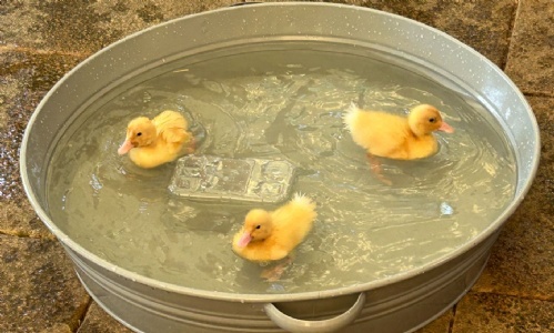 Three bright yellow  ducklings swimming in their pool